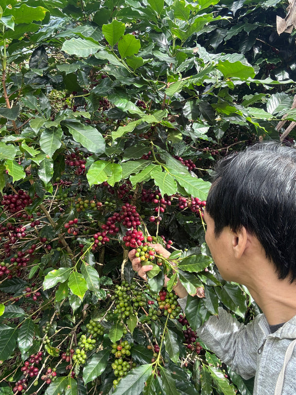 From Vietnam's Highlands to Your Cups: Our Sourcing Story