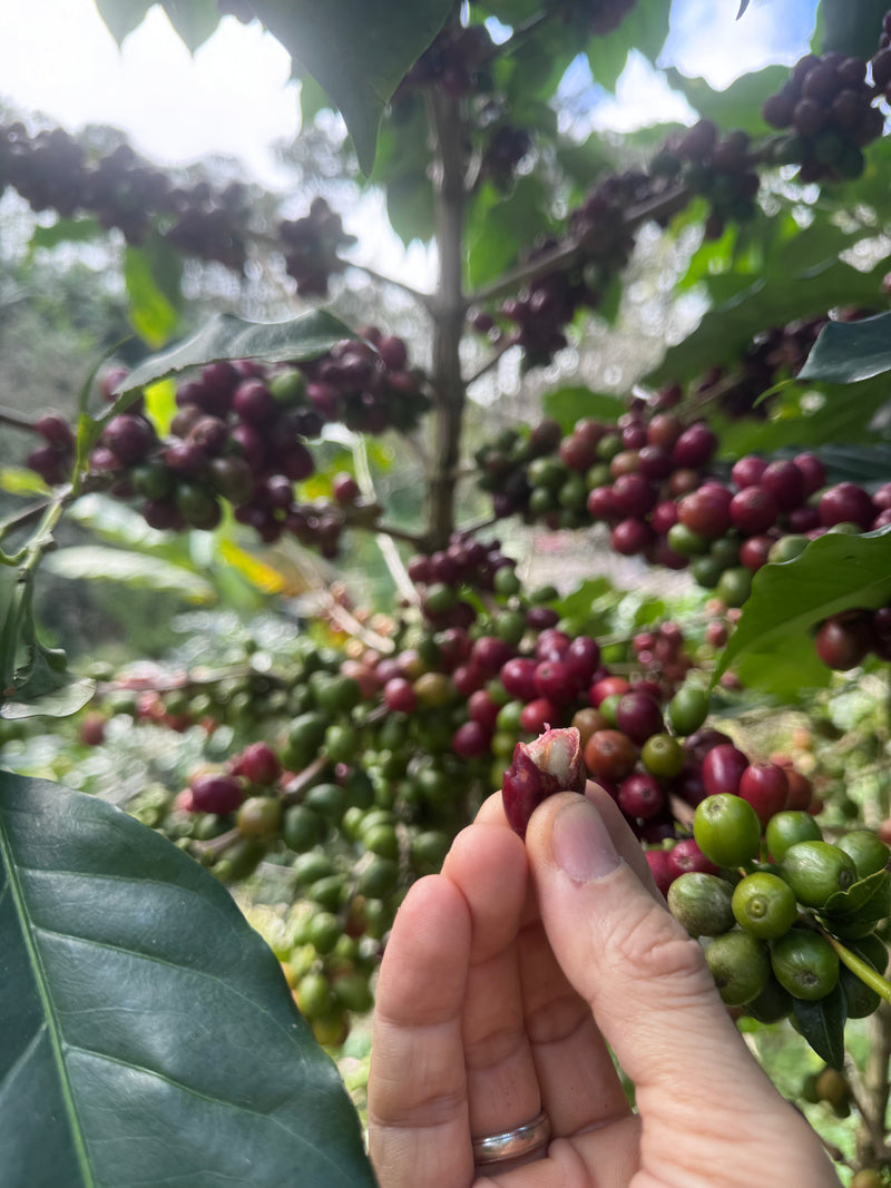 COFFEE, Vietnam